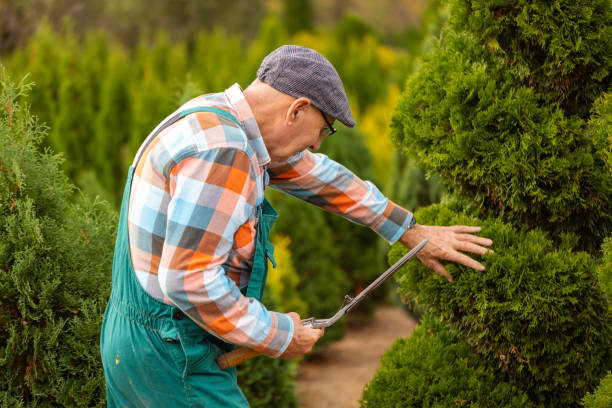 istock Elderly Gardener Tending Plants 1761341903