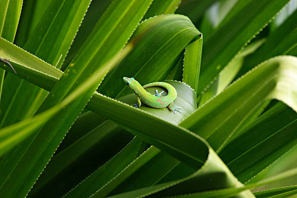 A green Gecko lizard, hiding among the blades of a lush tropical plant.
