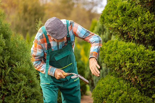 An older man trims foliage with precision at a plant nursery using garden shears.
