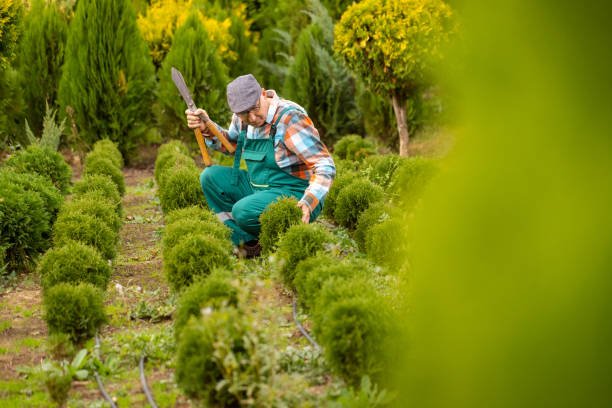 istock Senior Man Pruning with Shears 1761342462