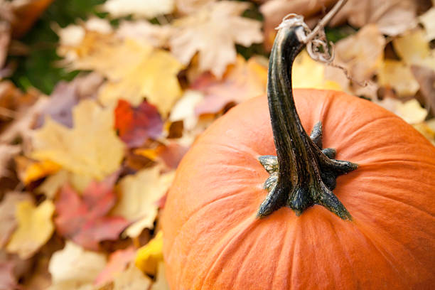 istock Pumpkin and Autumn Leaves Horizontal 176134505