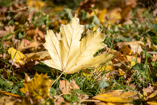 Beautiful autumn background. Yellow maple leaf fallen into the grass. Forest on a sunny autumn day. Bright colors of autumn. Selective focus
