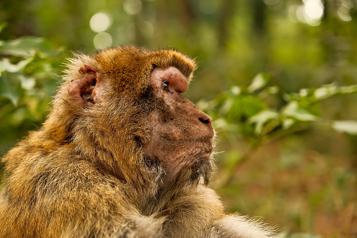 slowmotion shot of a group of a wild macaque monkeys in a national park Monkeys forest . Portrait of a Barbary Macaque (Macaca fascicularis)