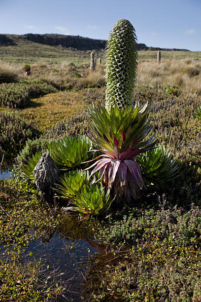 istock Blooming Giant Lobelia, Mt. Kenya NP 176134643