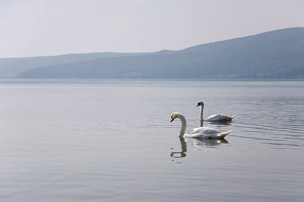 istock couple of swans 176134648