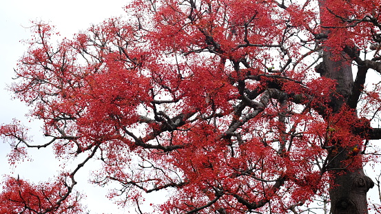 Brachychiton acerifolius is a large tree of the family Malvaceae endemic to tropical and subtropical regions on the east coast of Australia.