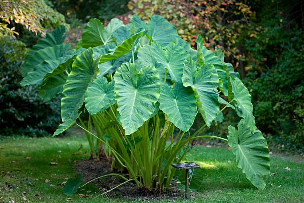 Green Clump of Large Leaf Elephant Ears, Taro, In Garden "Huge caladium, called elephant ears, (Colocasia Esculenta) in a formal garden." taro leaf stock pictures, royalty-free photos & images