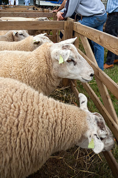 istock Agricultural Show - Sheep watching 176135096