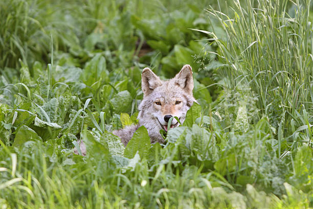 Coyote in Tall Grass stock photo