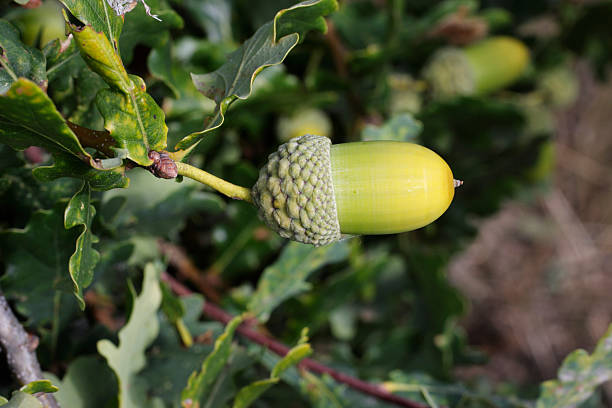 green acorn de pedunculate oak quercus robur close-up - english oak - fotografias e filmes do acervo