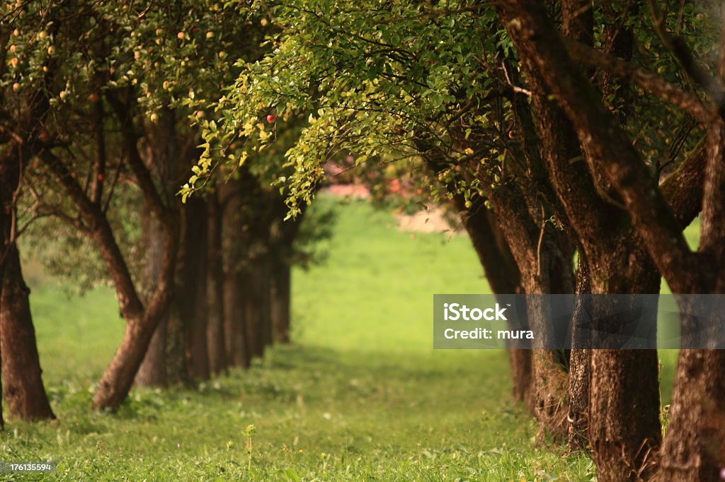 Avenue piantato alberi con mele - Foto stock royalty-free di Albero