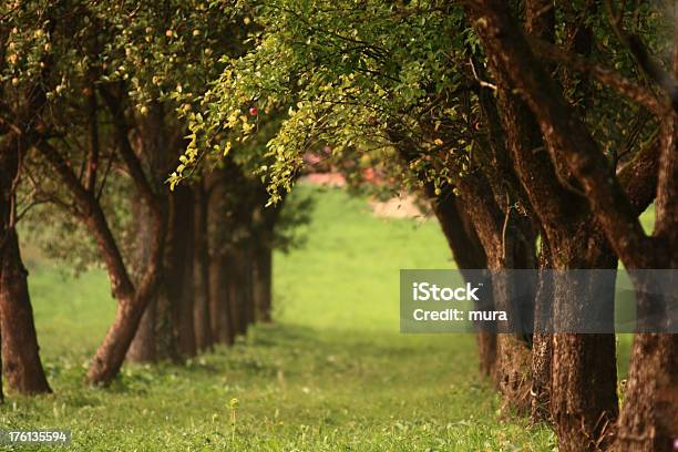 Avenue Piantato Alberi Con Mele - Fotografie stock e altre immagini di Albero - Albero, Ambientazione esterna, Cibi e bevande