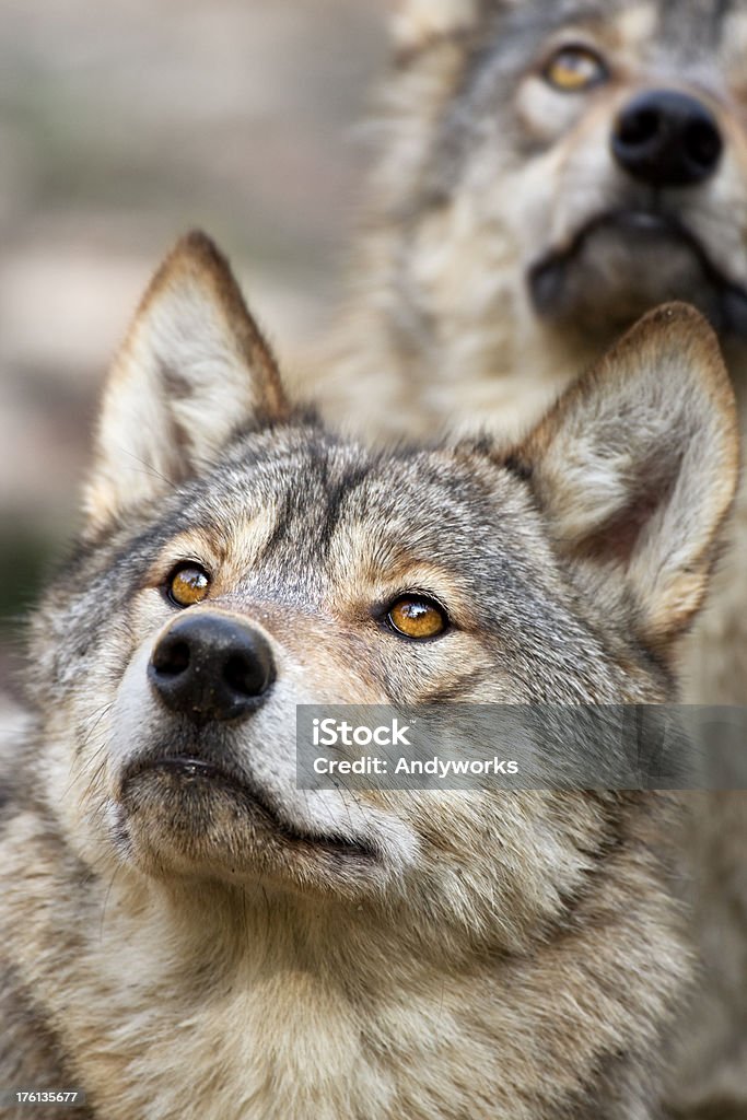 Suchen Sie Wolves - Lizenzfrei Bildschärfe Stock-Foto