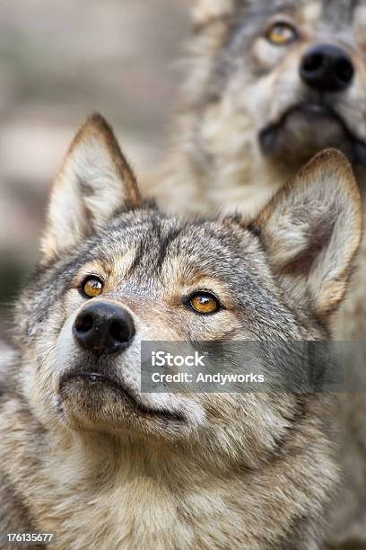 Suchen Sie Wolves Stockfoto und mehr Bilder von Bildschärfe - Bildschärfe, Europäischer Wolf, Fotografie
