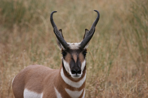 Close up body and head shot of a pronghorn antelope in Wyoming.