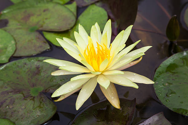 nuphar polysepalem - lotus root water lotus plant - fotografias e filmes do acervo