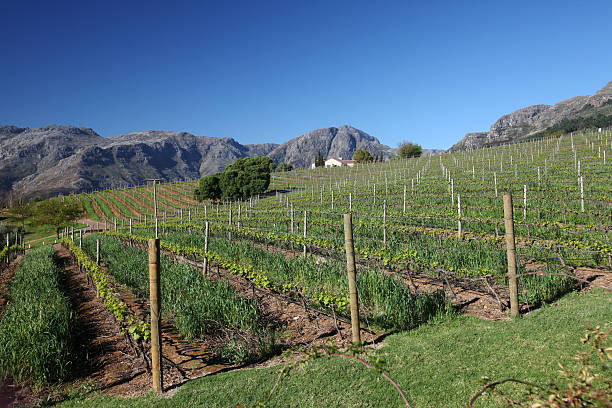 istock Vineyards at Stellenbosch, South Africa 176136265