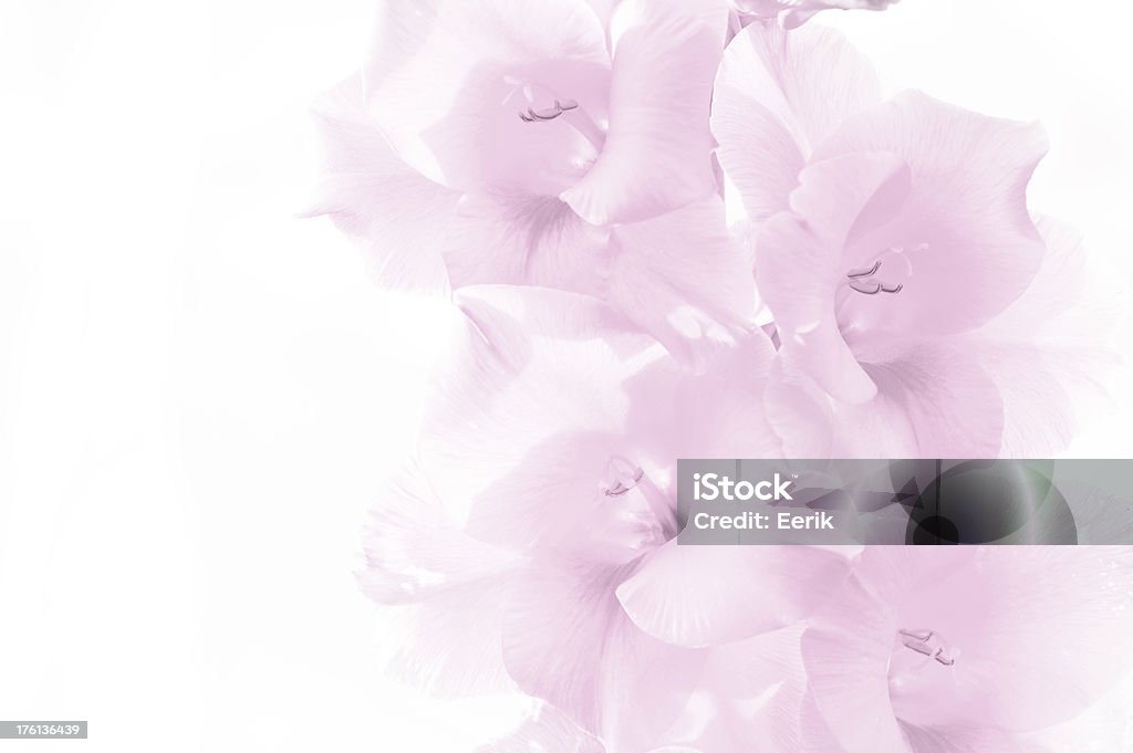 グラジオラスのピンクの花の背景に白色 - グラジオラスのロイヤリティフリーストックフォト