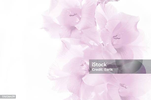 グラジオラスのピンクの花の背景に白色 - グラジオラスのストックフォトや画像を多数ご用意 - グラジオラス, 背景, クローズアップ