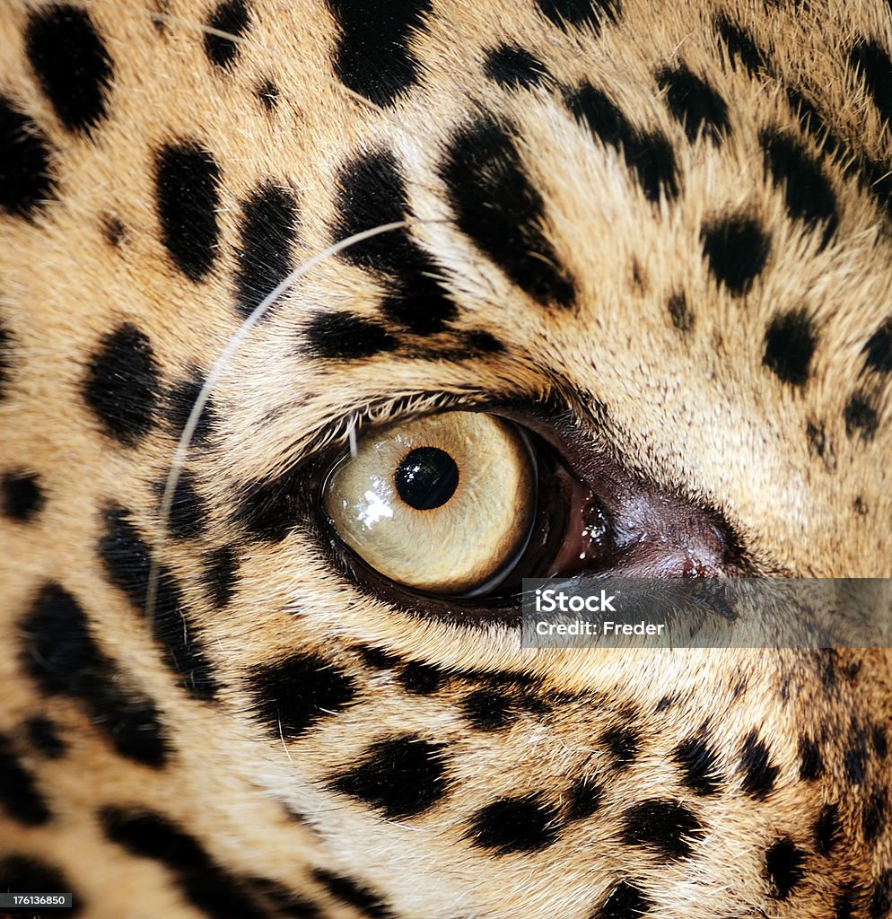 leopard-eye - Lizenzfrei Leopard Stock-Foto