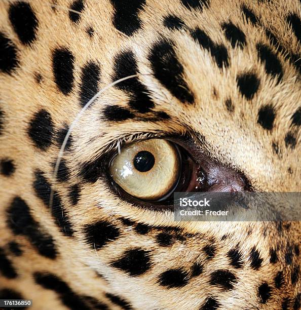 Leopardeye Stockfoto und mehr Bilder von Leopard - Leopard, Makrofotografie, Gepunktet