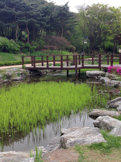 연못과 푸른 잔디 위에 나무 다리가 있는 일본 정원. - bridge wood japanese garden footbridge 뉴��스 사진 이미지