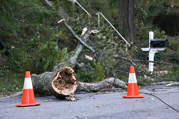 istock Tree Branch and Traffic Cones On Street 176137034