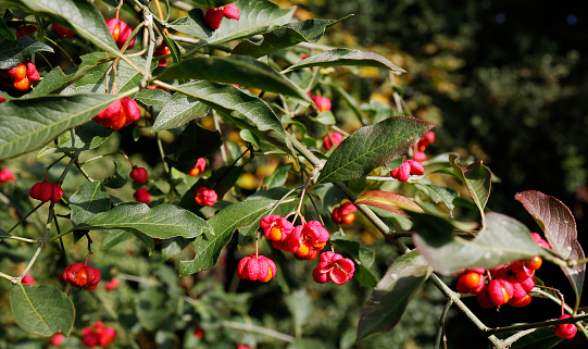 Much branched shrub or small tree, 2-6m, hairless; twigs green, square in section. Leaves opposite, lanceolate to elliptical, pointed, finely toothed. Flowers greenish, 8-10mm, usually 4 parted, several borne in branched cymes. Capsules bright pink, 4-lobed, 10-15mm, pendent, spitting to reveal orange seeds. The Fruit is Poisonous.
Habitat: Woods and scrub mostly on calcareous soils.
Flowering Season: May-June.
Distribution: Throughout Europe, except the far north.

This is a quite common Species in the Sand Dunes along the Dutch Coast and River Area. Otherwise also planted in Parks and Gardens.