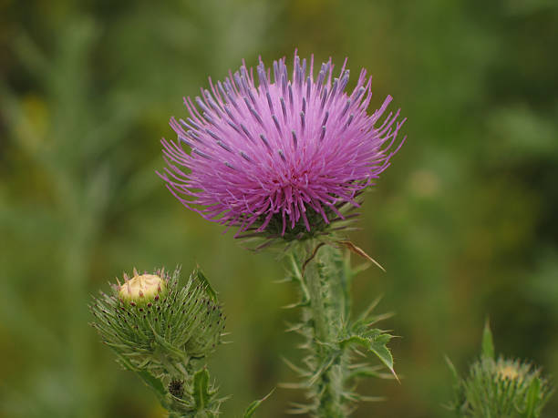 Thistle Thistle flower bristlethistle stock pictures, royalty-free photos & images