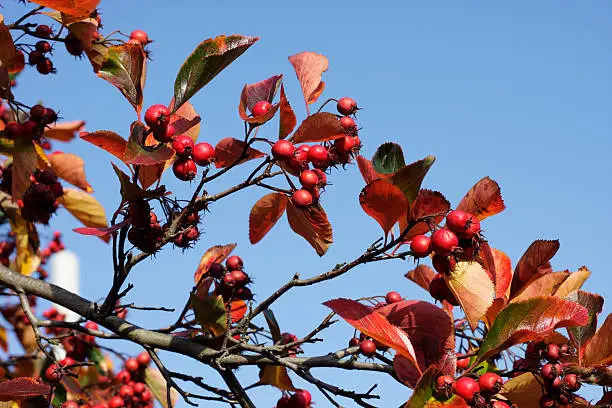 Photo of Orange leaves red berries whitebeam Sorbus aria in blue sky