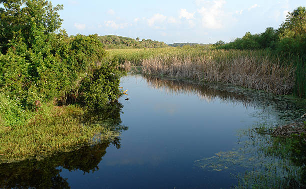istock Wetlands Of Florida 176137565