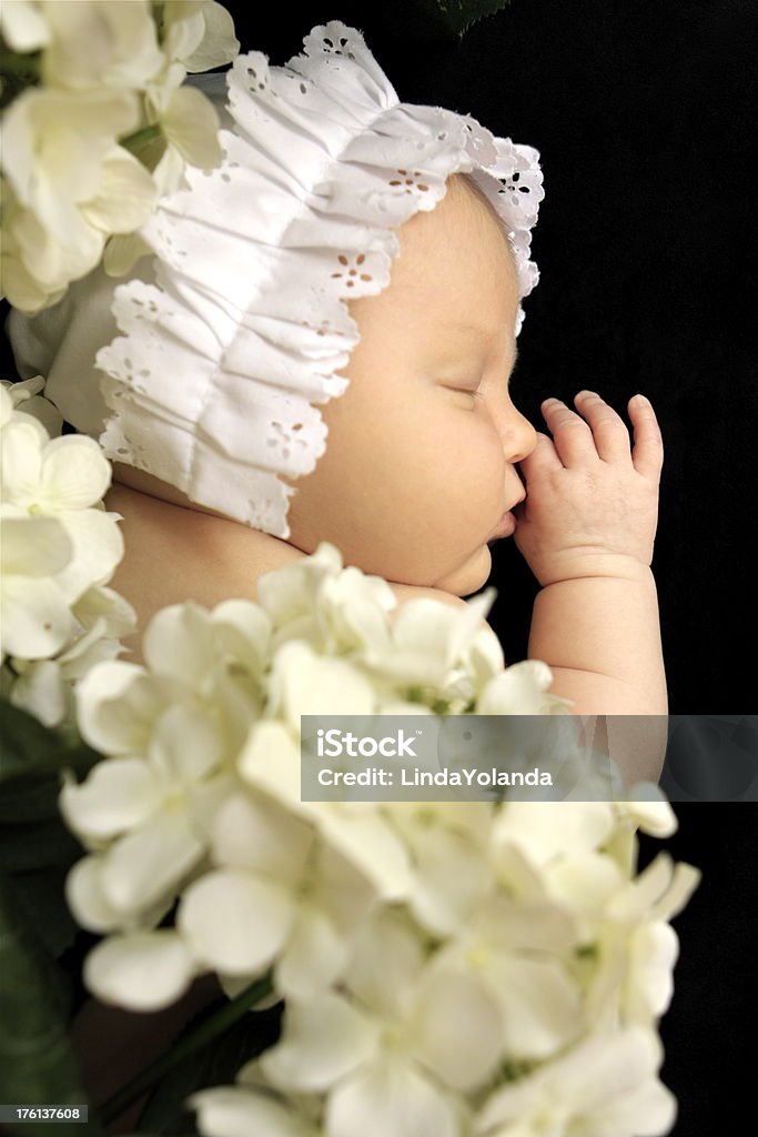 Baby Girl and Flowers A studio shot of a newborn baby girl sleeping in a garden of hydrangeas. Please view many other baby images in my portfolio. 0-1 Months Stock Photo