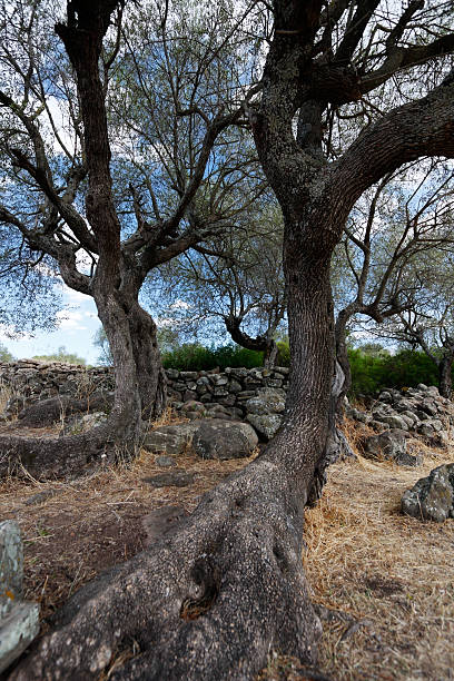 古いの木 - olive tree tree root old ストックフォトと画像