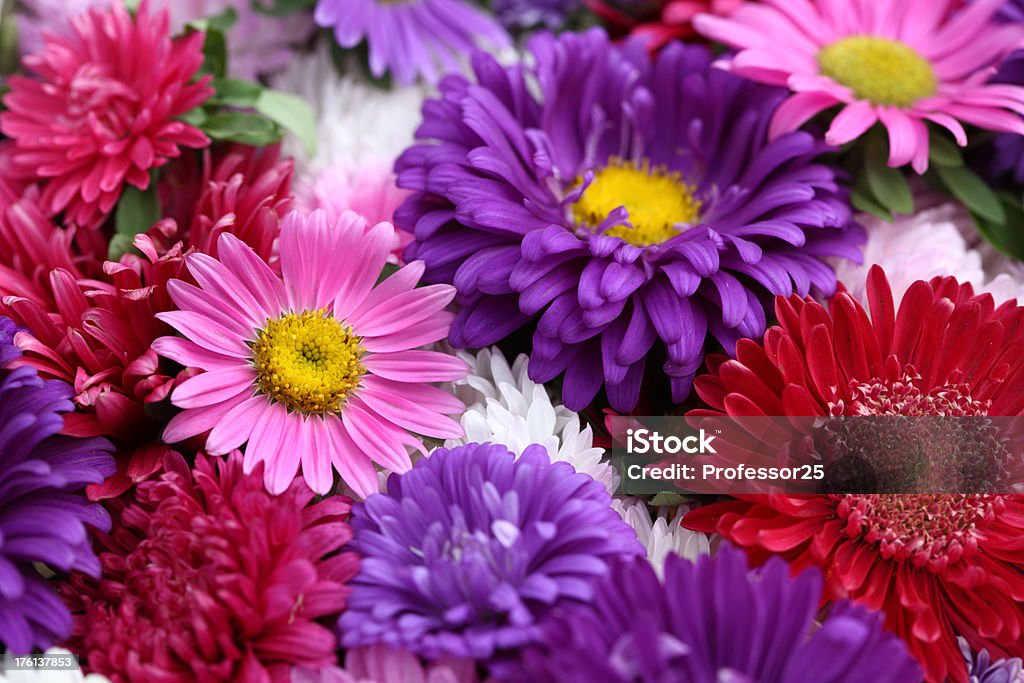 Flores hermosas - Foto de stock de Belleza libre de derechos