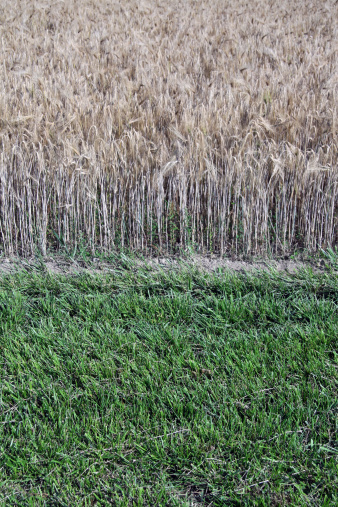 Grass and wheat share the same field.