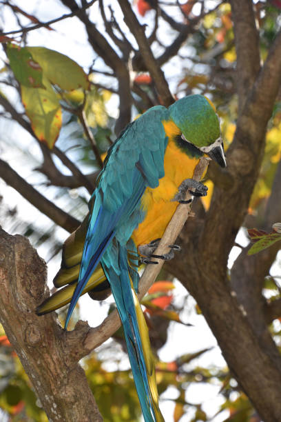 istock Blue and Gold Parrot Chewing on a Tree Branch 1761384422