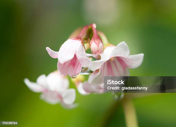 Three White Flowers Stock Photo - Download Image Now - Extreme Close-Up, Flower, Fragility