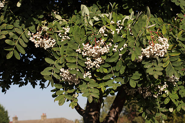 istock Chinese white-berry rowan Sorbus glabrescens 176138831
