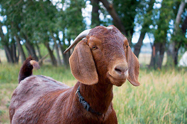 Brown Boer goat stock photo
