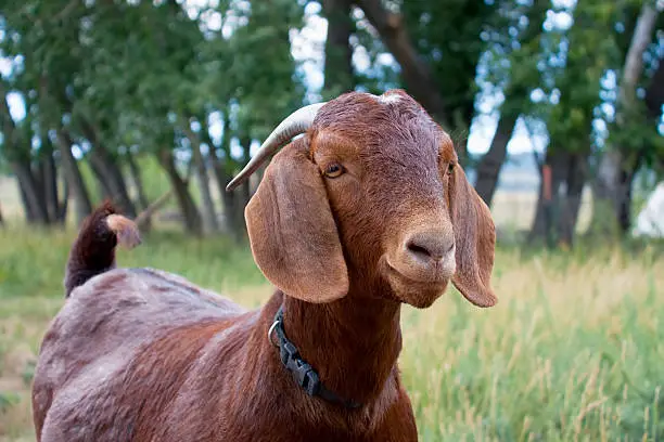 Brown Boer goat with rural background.