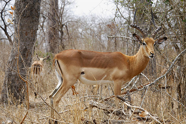 istock Impala Kruger National Park South Africa 176139118