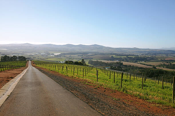 istock Country Road Through Vineyards 176139193