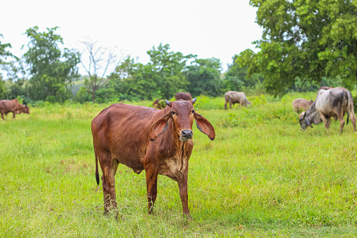 Younger cow brown color looks smart eating grass with natural background in Thailand farm.