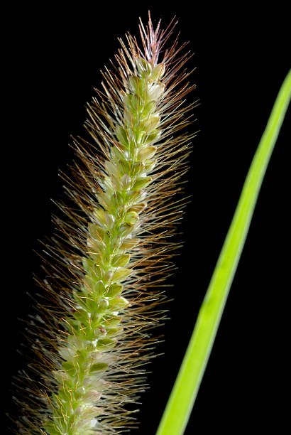 istock Close-up of Grass 176139314
