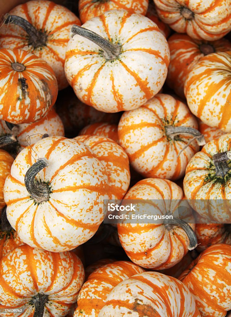 Market Stall Striped Pumpkins "Fruits and Vegetables in a falltime Farmers Market in Kignston, Ontario, CanadaPumpkins in a falltime Farmers Market in Kignston, Ontario, Canada" Agriculture Stock Photo