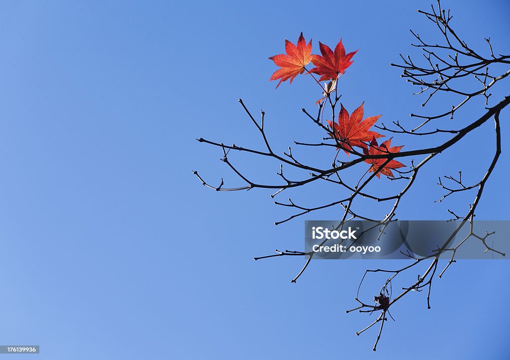 Late Autumn Late Autumn Leaves Autumn Stock Photo