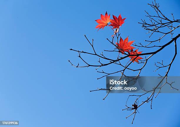 Late Autumn Stock Photo - Download Image Now - Autumn, Backgrounds, Blue