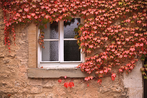 istock Woodbine around a window in Germany 176140334