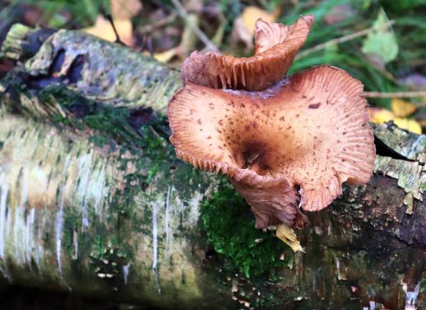istock A mushroom on a forest ground with autumn leaves 1761405239