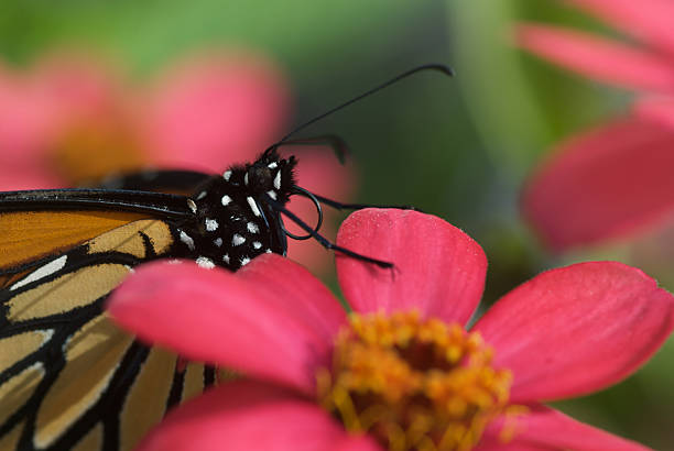 Monarch stock photo